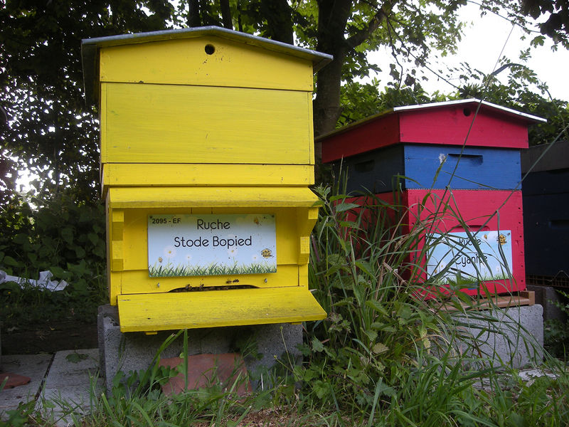 La ruche Stode Bopied